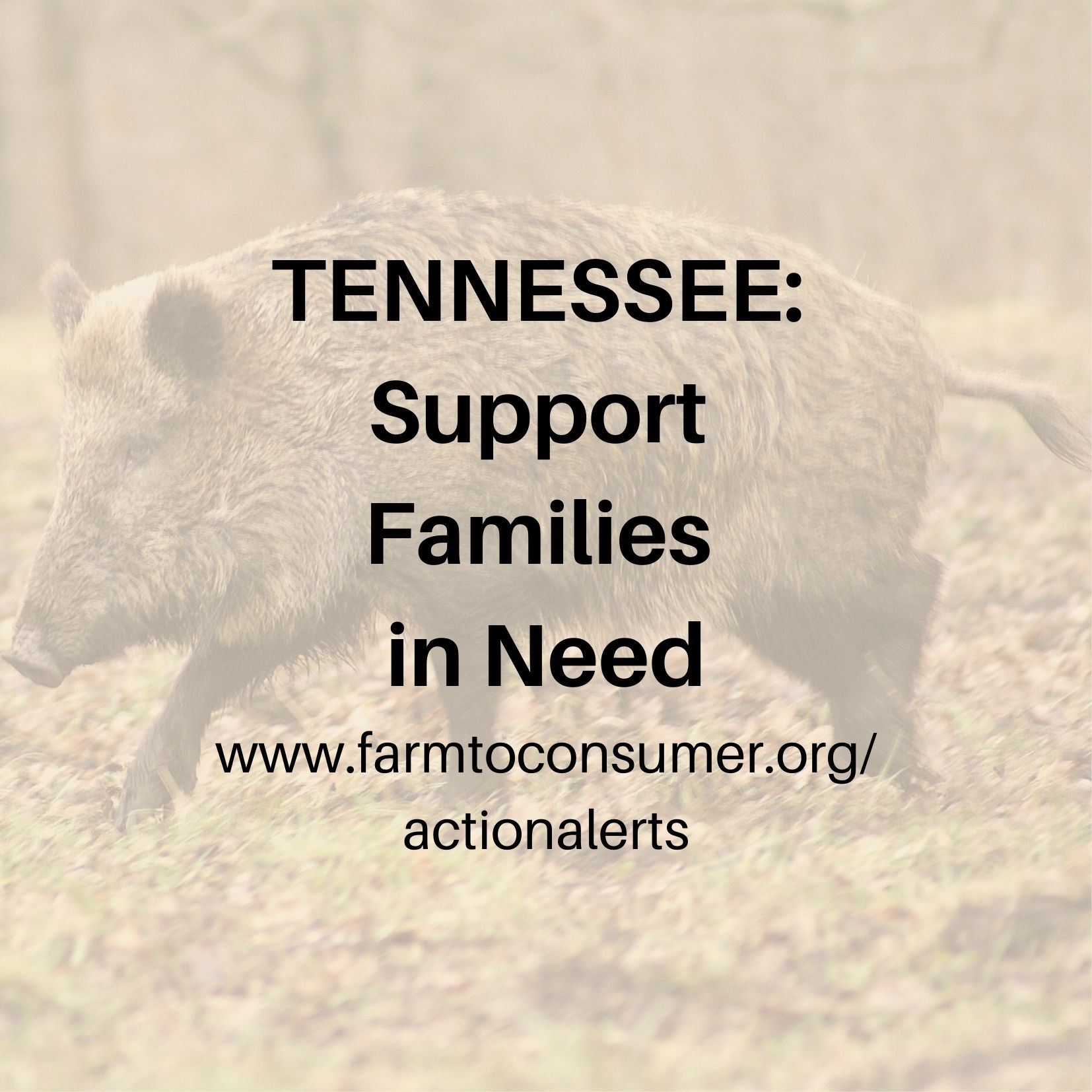 Tennessee Action Alert - Wild Hog