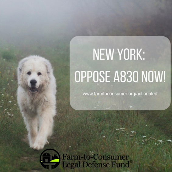 Livestock Guardian Dog photo - Oppose A830 in NY