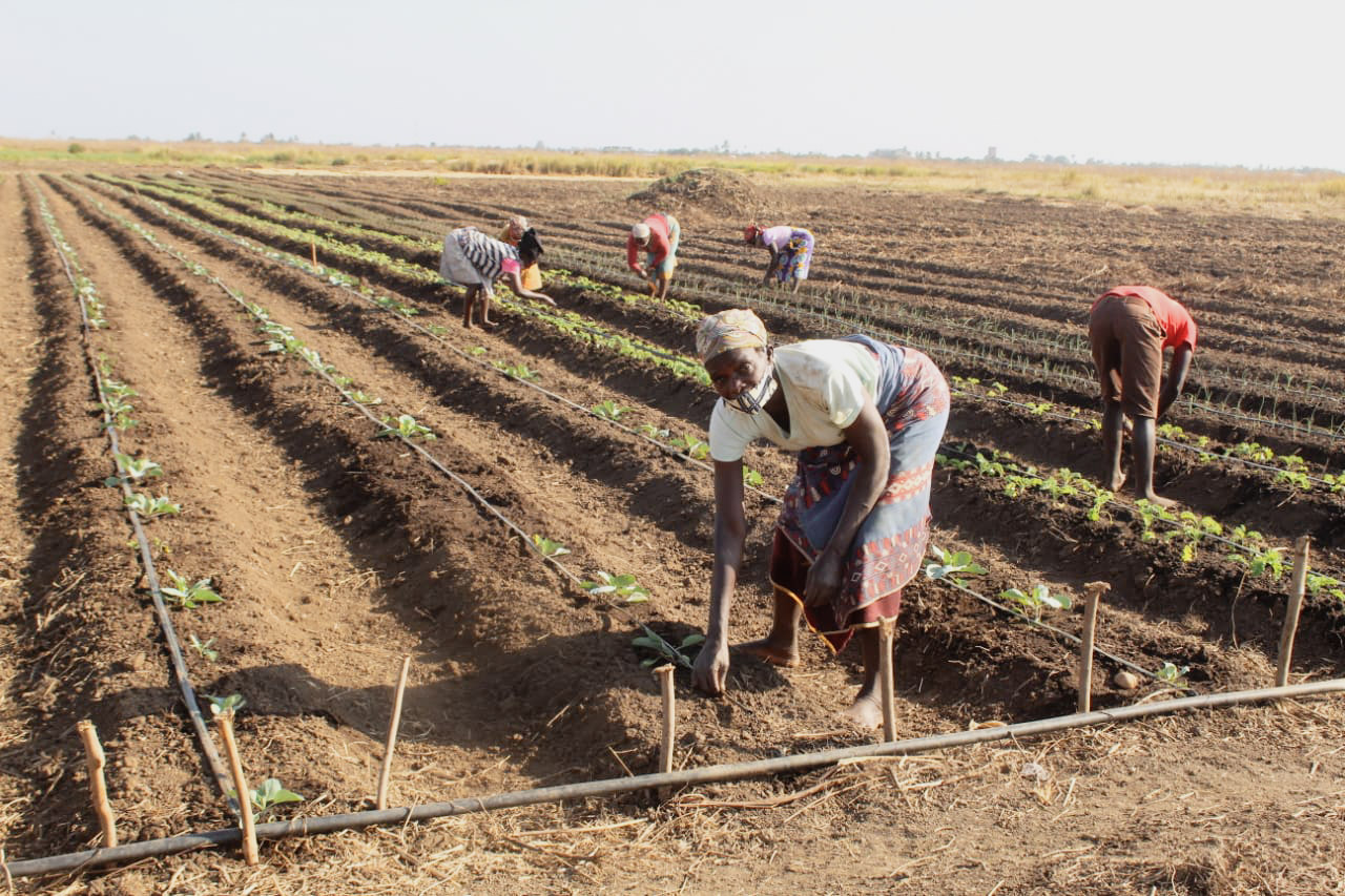 Women working in field