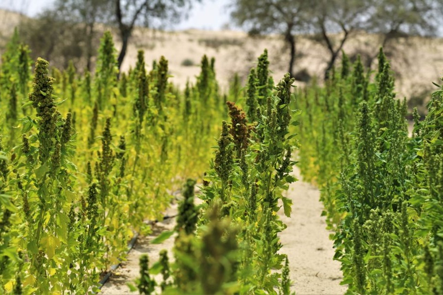 Climate-resilient crops like quinoa hold great potential for food security and nutrition in marginal environments. (Photo: ICBA)