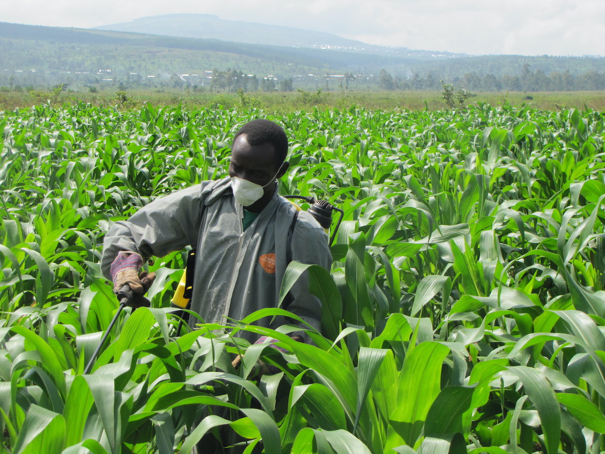 A PAGRIS participant sprays crops to resist disease & pests