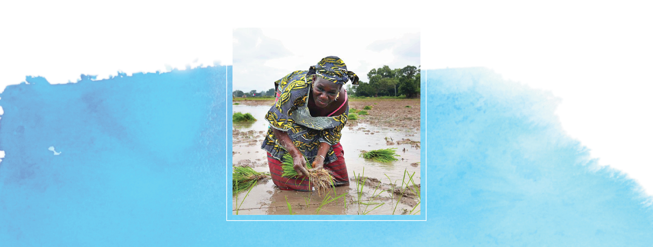 Woman planting rice on top of a blue background