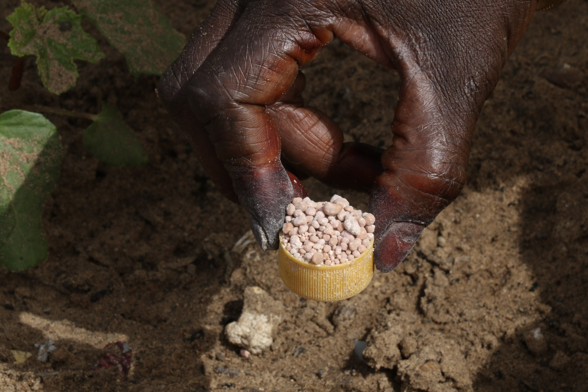 A small dosage of fertilizer