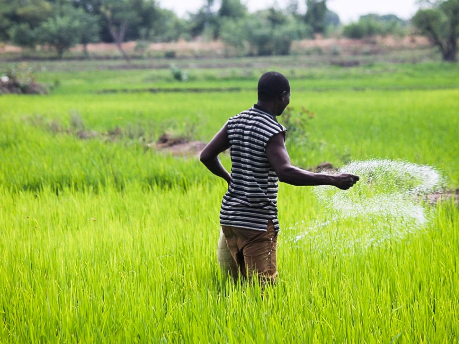 farmer broadcasting fertilizer in a field in Ghana