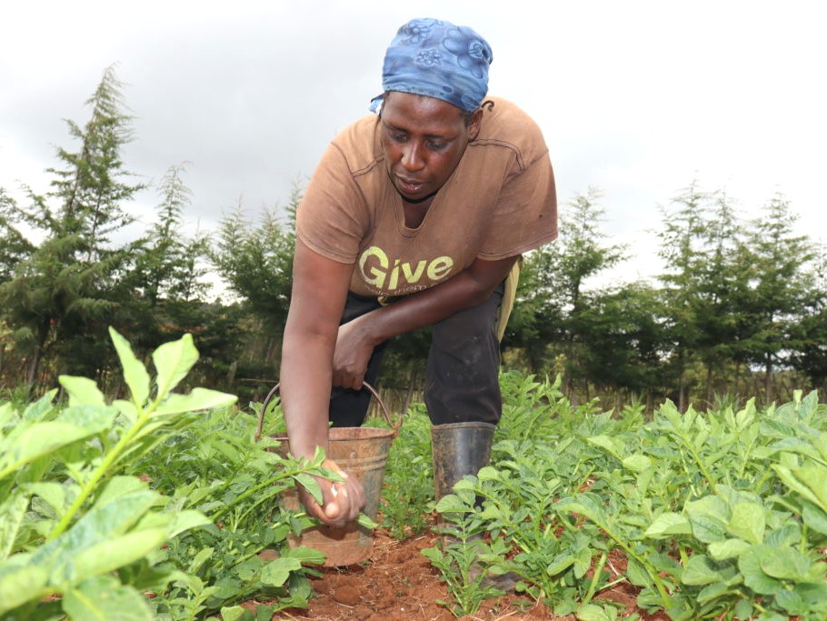 Margaret, a female farmer from Kenya, applies fertilizer to her potato field