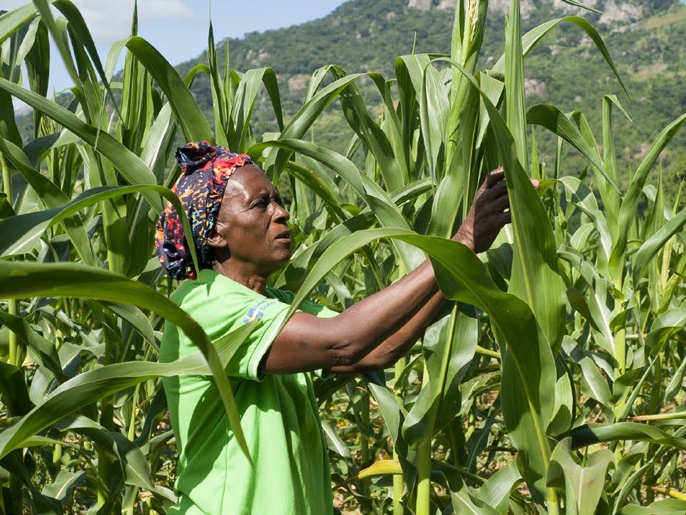 A smallholder farmer inspects her maize crops for pests.