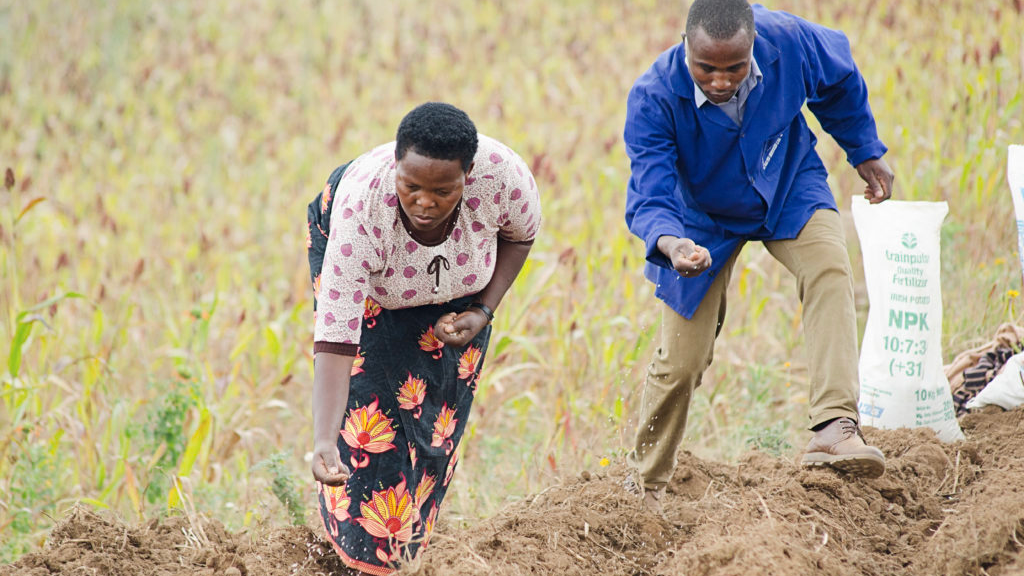 Grainpulse fertilizer application