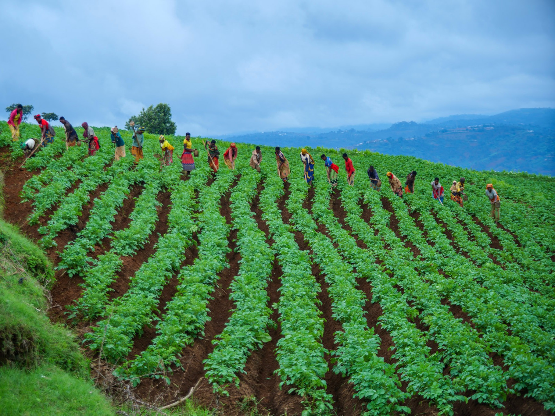 Producers manage a field in Burundi