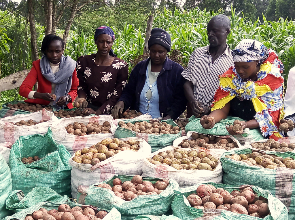 Kenyan Potato Farmers 