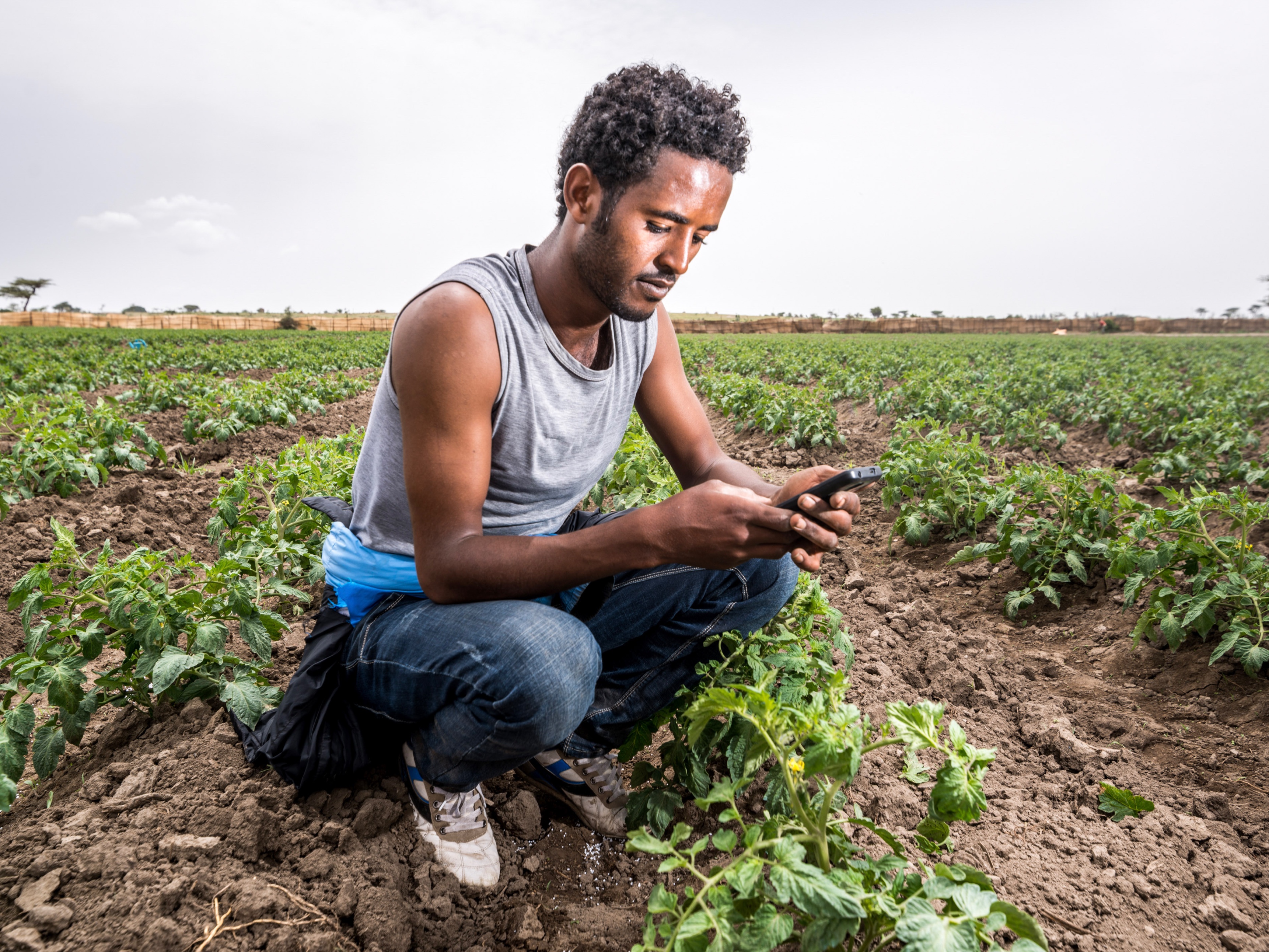 Young farmer using cell phone to assess soil and plant health