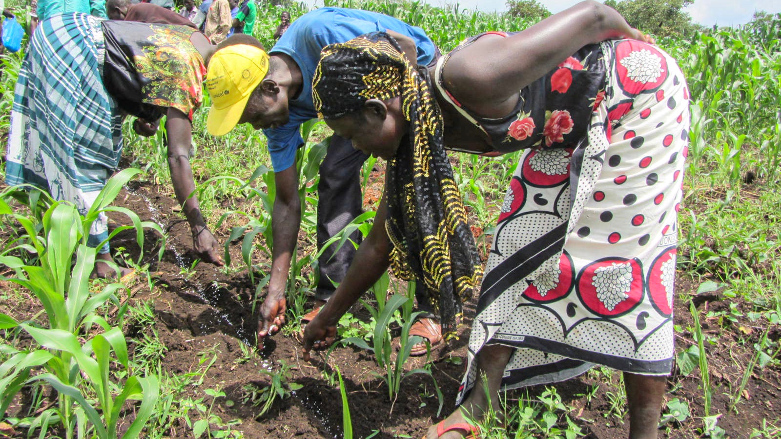 Placing fertilizer in South Sudan