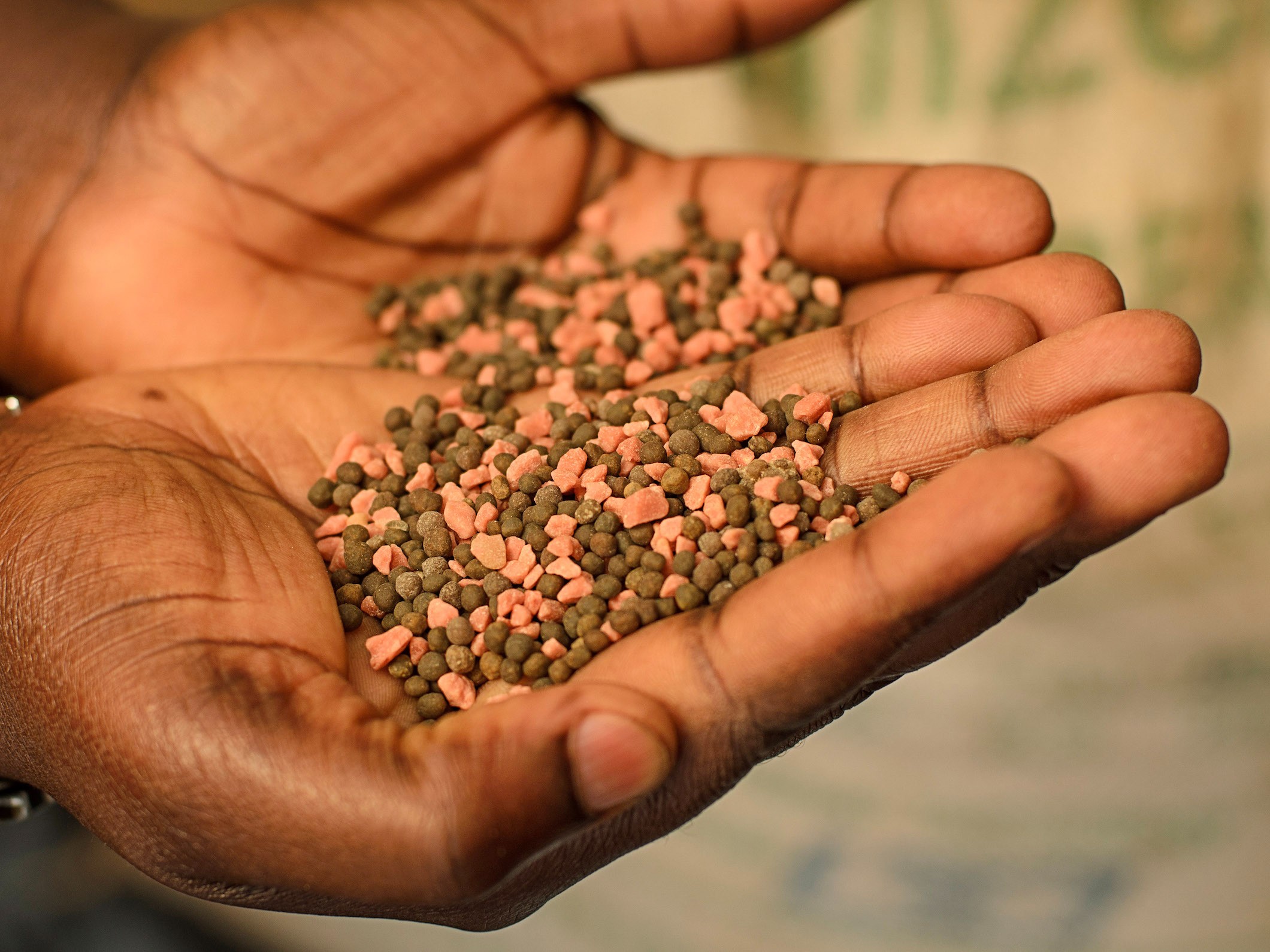 Two hands holding a blend of pink and brown fertilizer