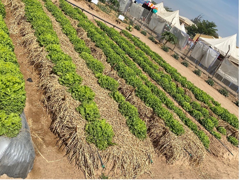 A mulched field at the East-West Seed Knowledge Transfer learning site at Saa'datu Rimi College of Education, Kano State