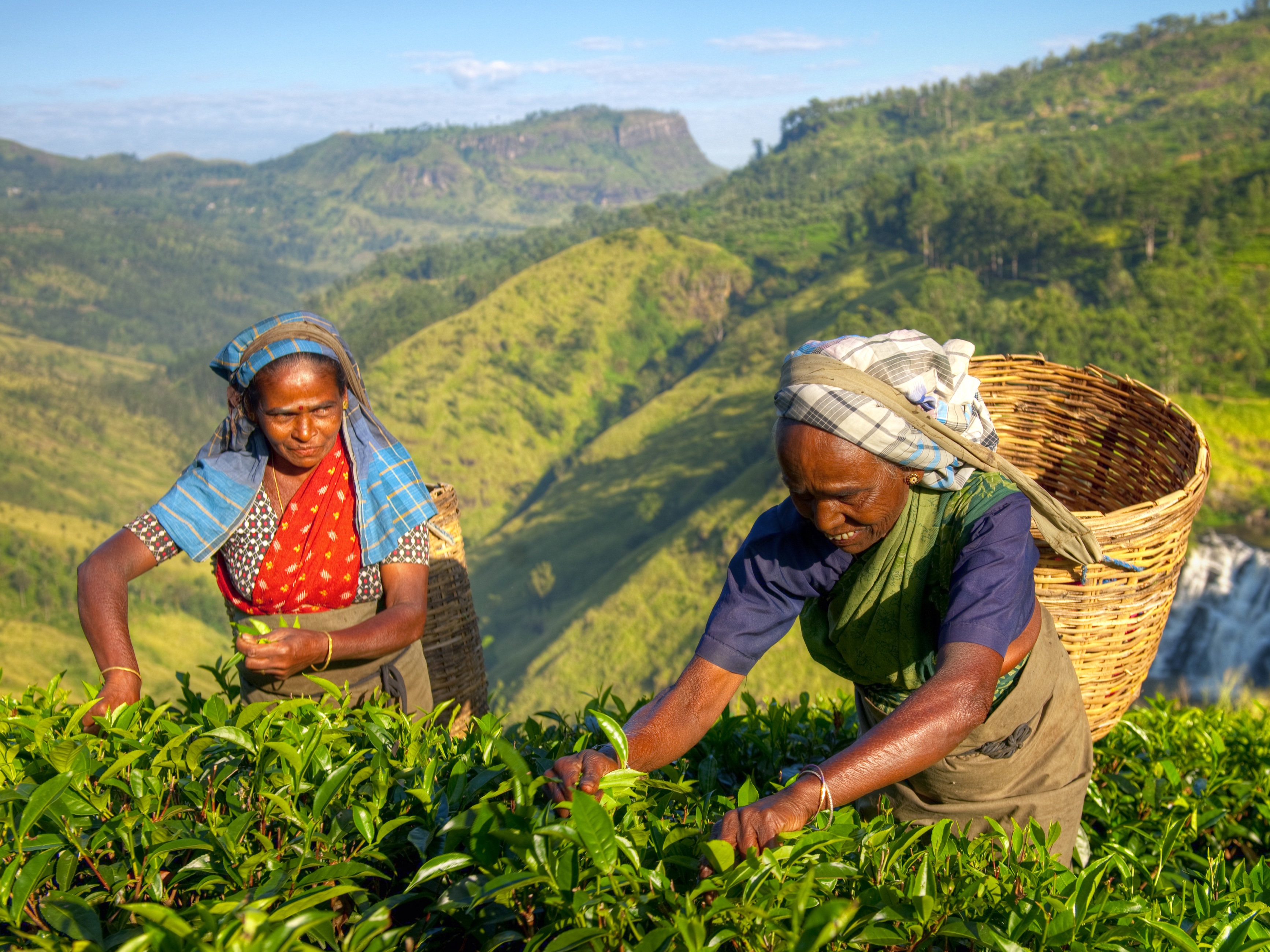 Female Sri Lankan tea pickers