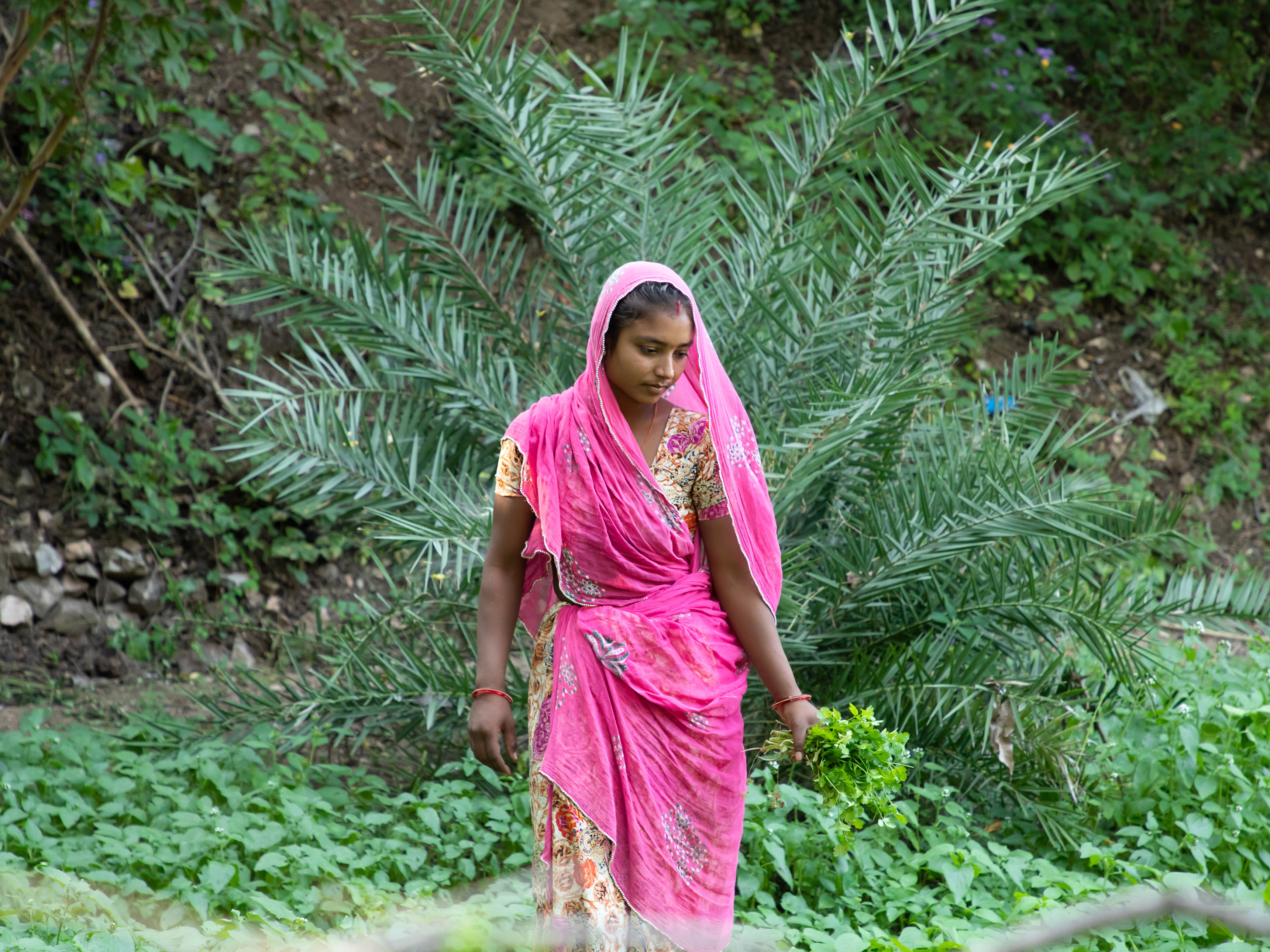 Indian female farmer harvesting leafy vegetables