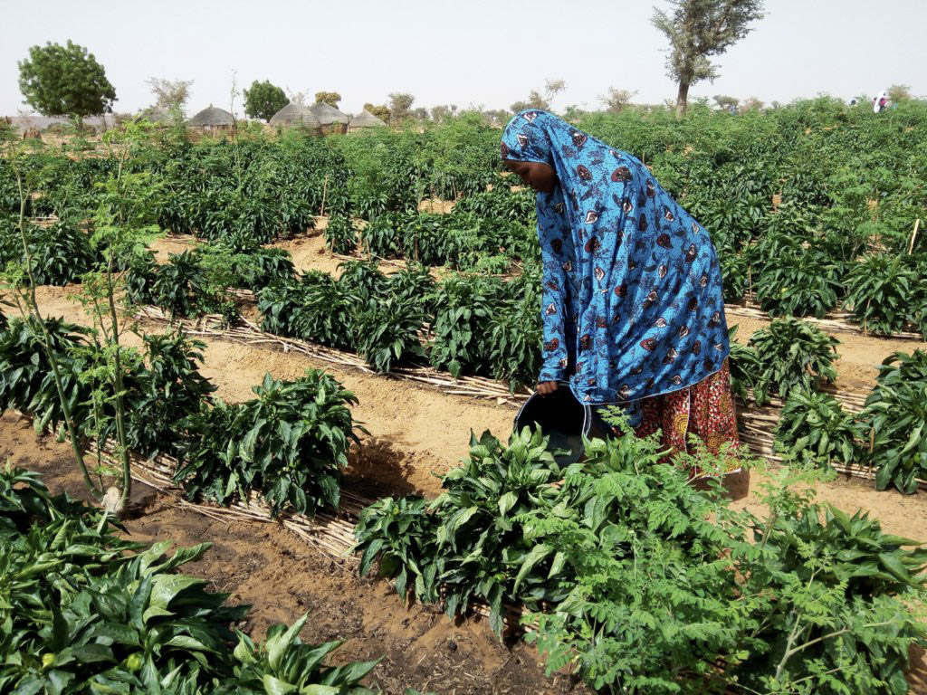A Nigerien farmer waters her crops