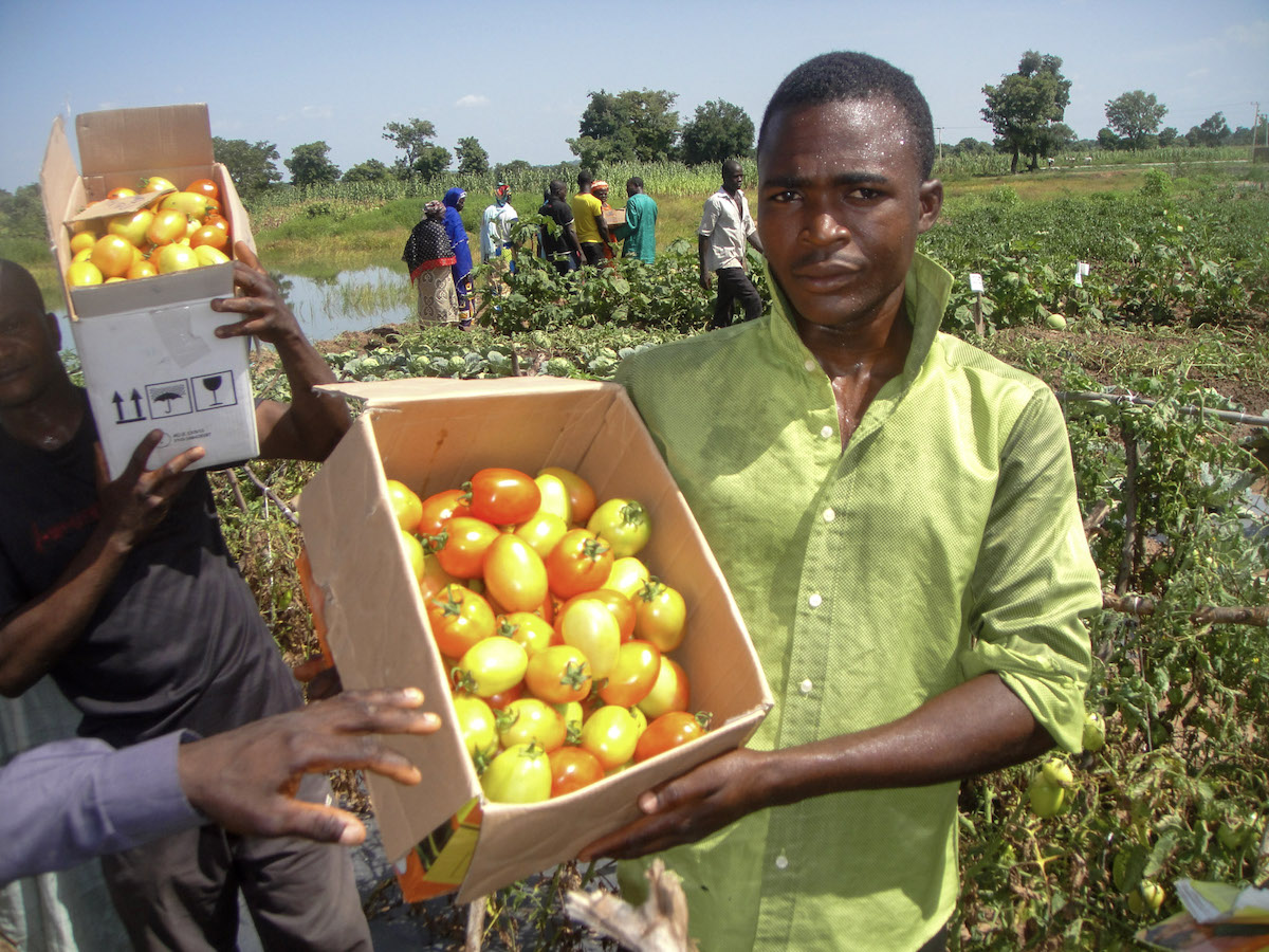 A male tomato producer wearing a green shirt holds up a box of tomatoes in the field