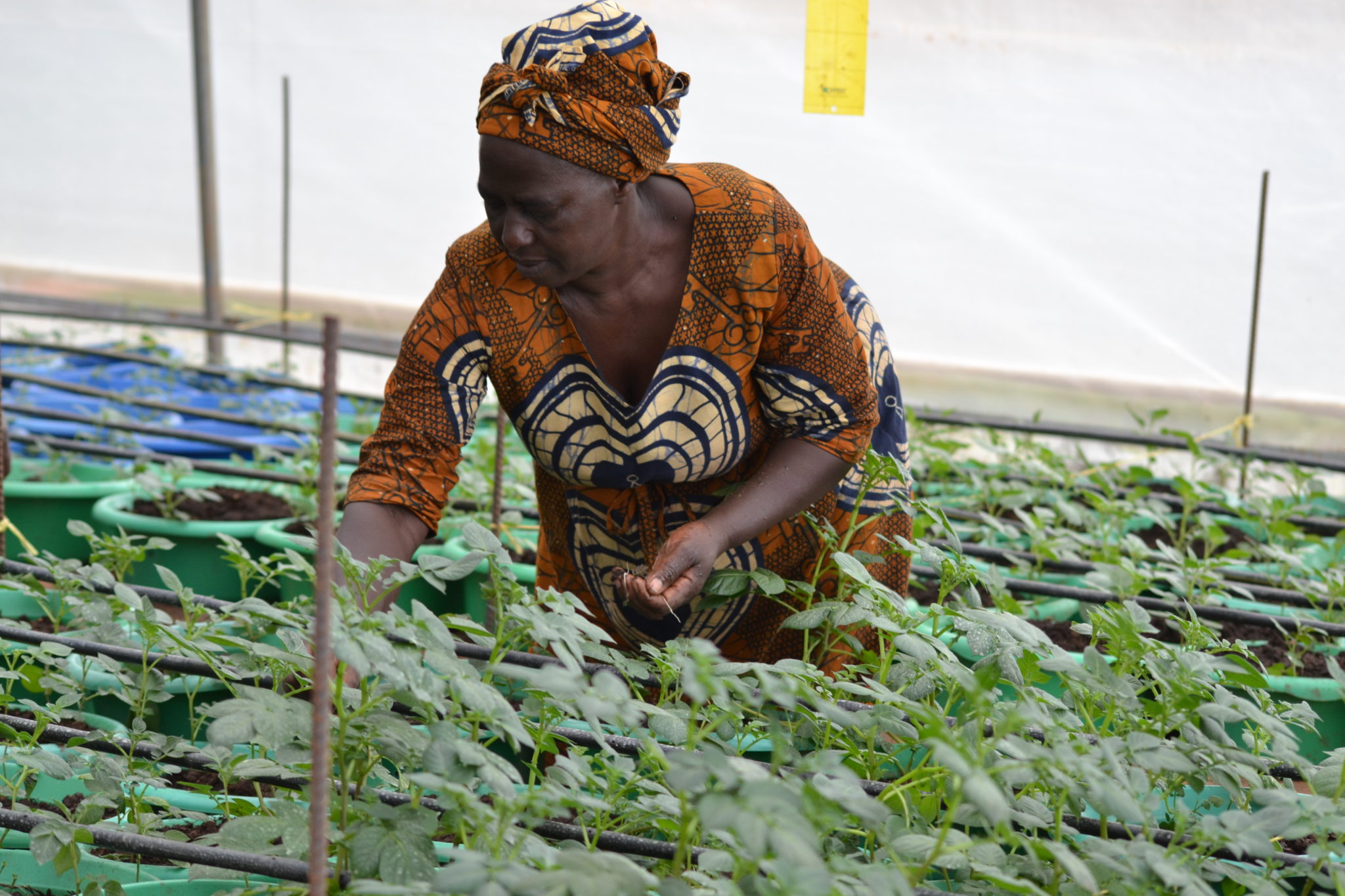 Fidelis Karugaba checks seedlings in her newly constructed Irish potato seed screen house.
