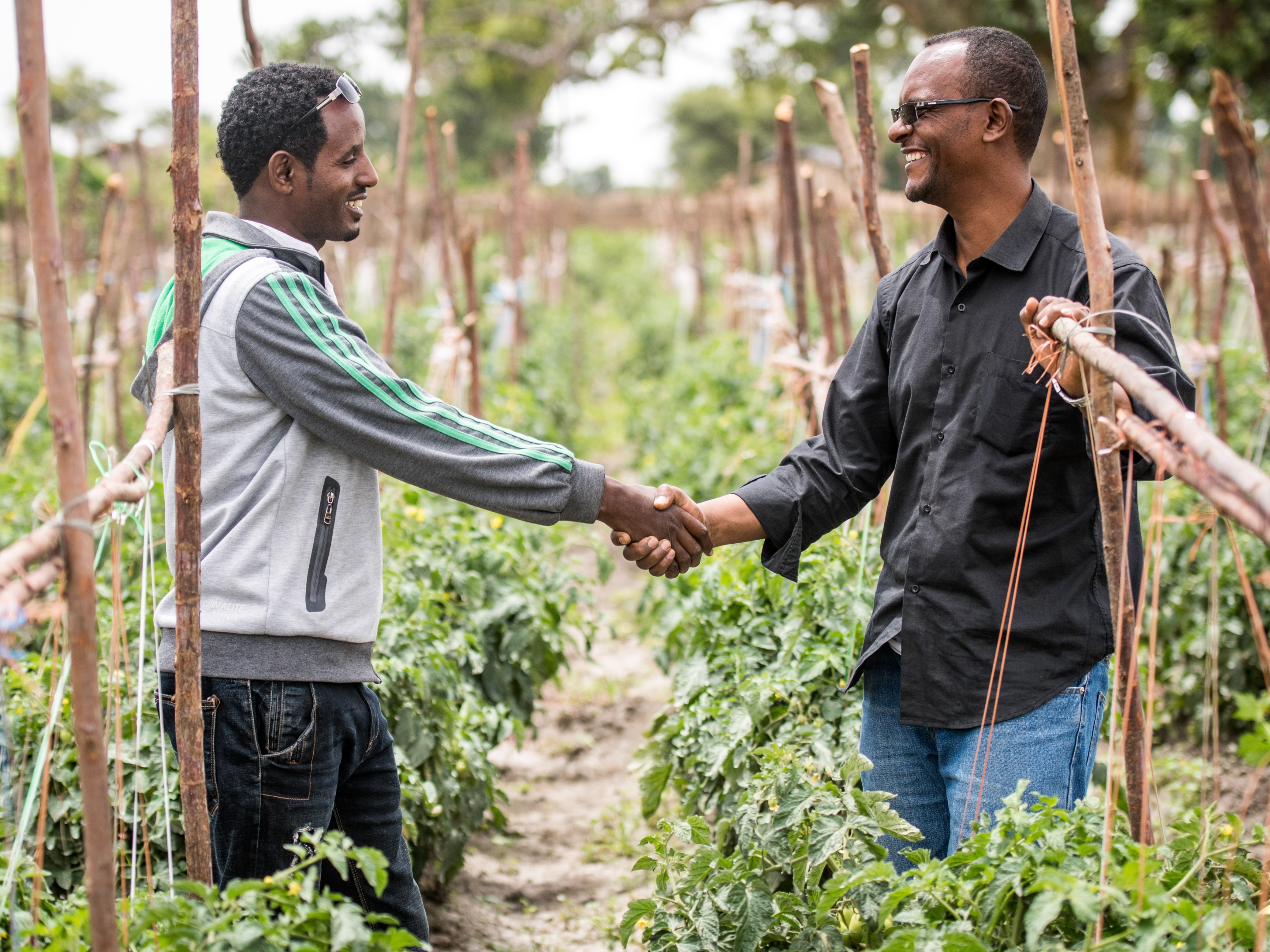Producers in Ethiopia shake hands