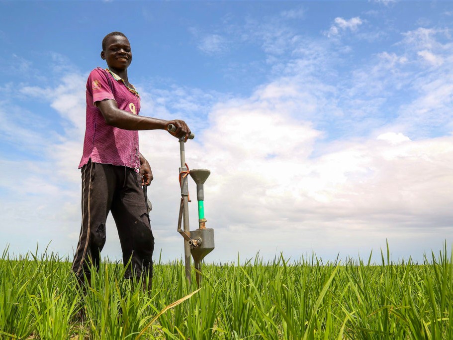 A West African producer applies fertilizer to his field