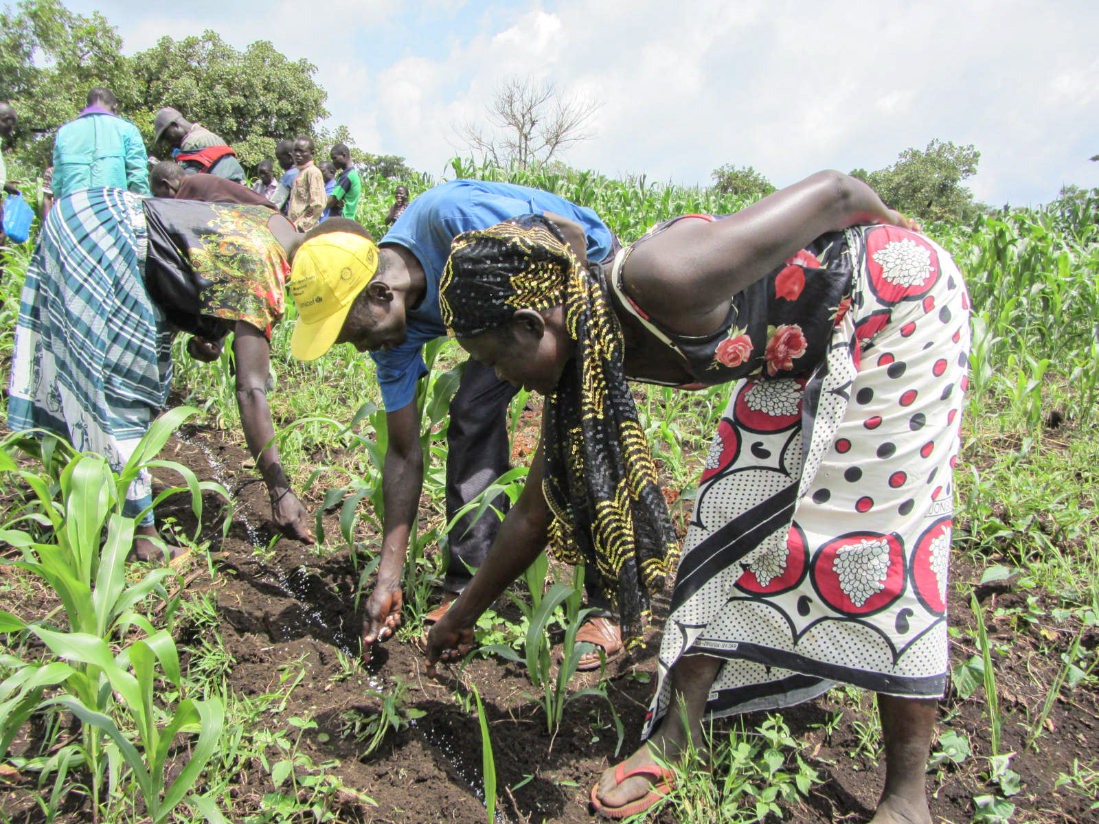 Producers in South Sudan apply fertilizer to their field