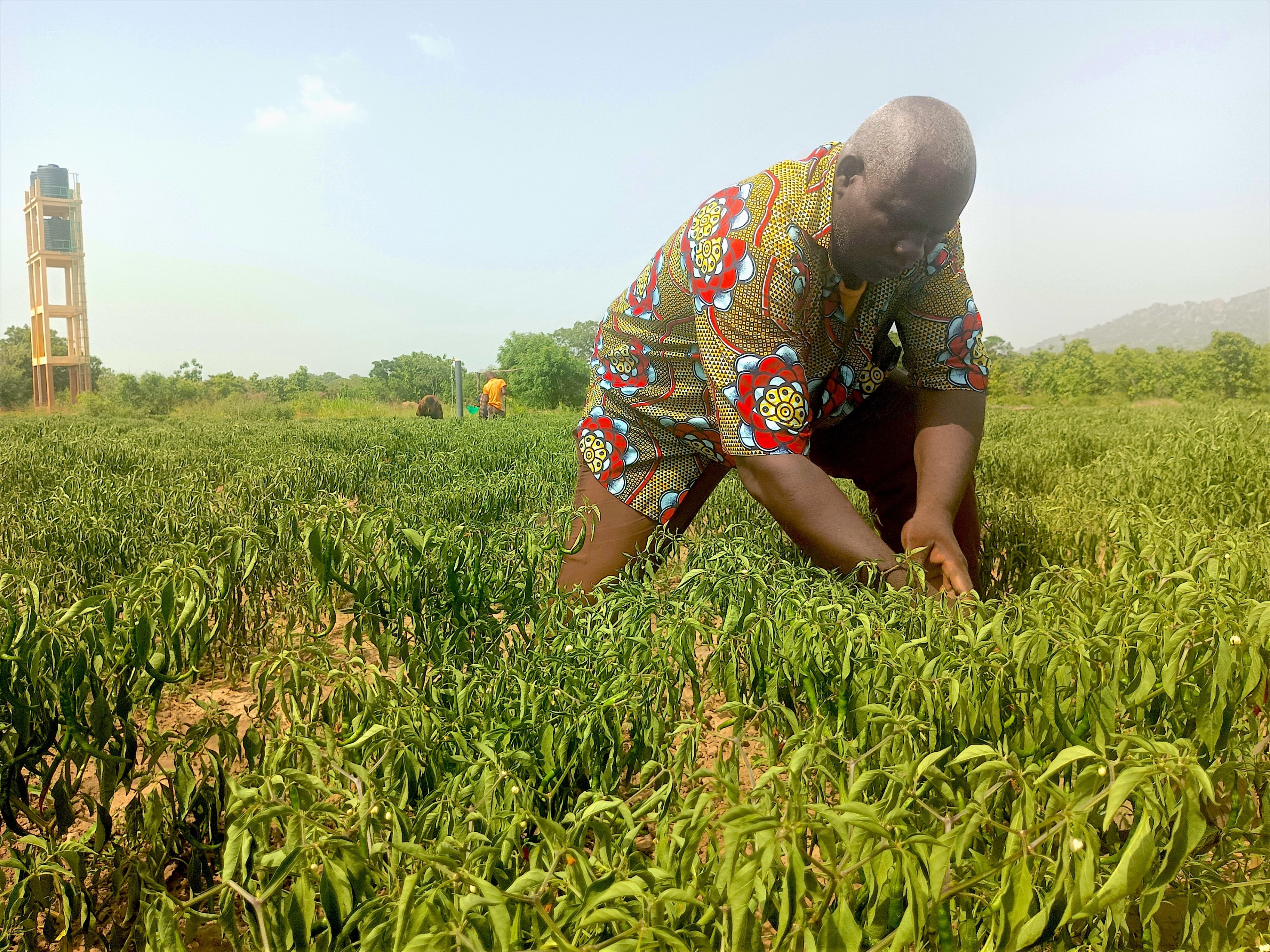 A man in a pink and green shirt picks crops from his field