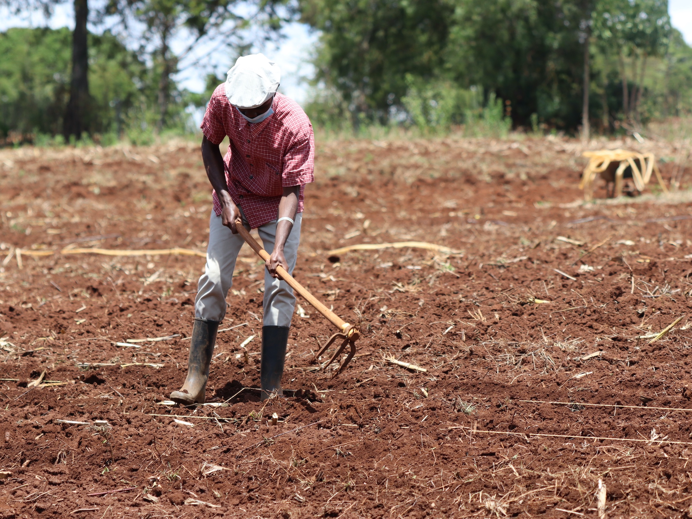 A Kenyan farmer prepares his land for planting.