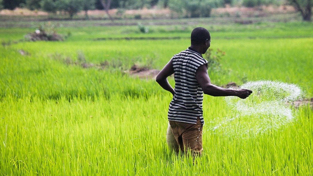 A farmer broadcasts fertilizer