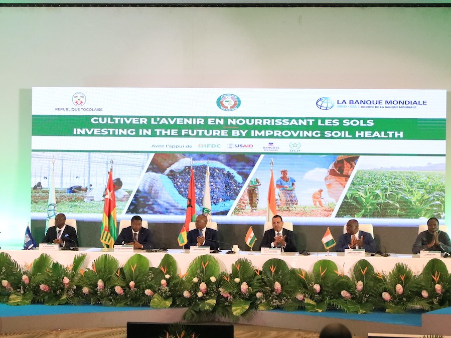 Sorghum grows in Niger