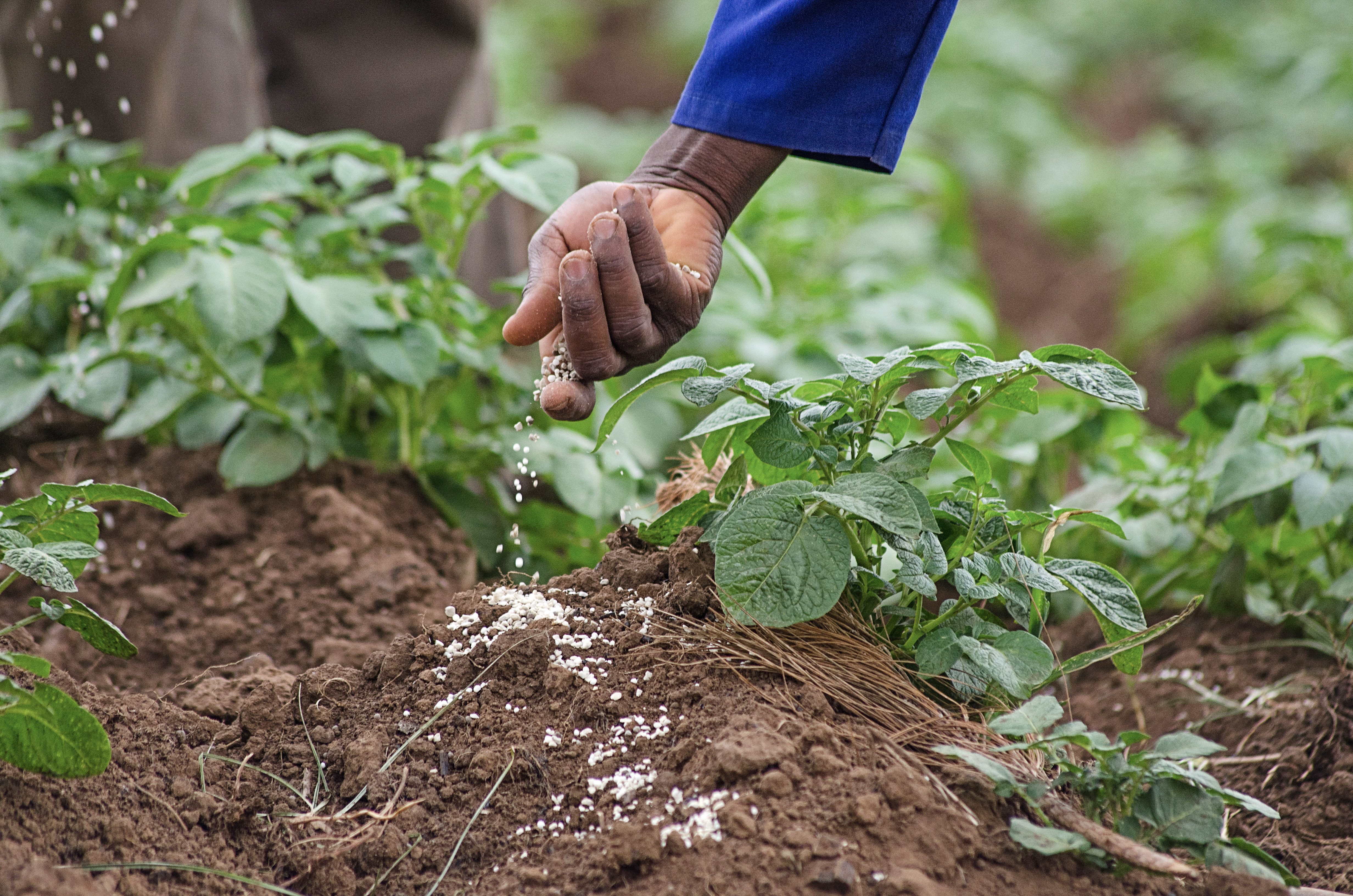 Close up of a person's hand applying fertilizer to a crop in Uganda