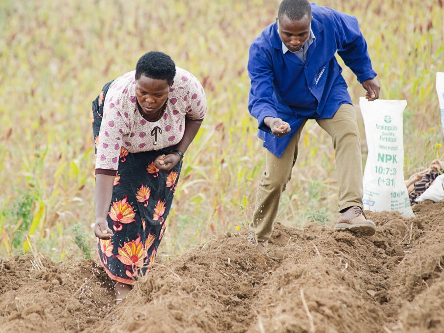 Farmers apply fertilizer in Uganda