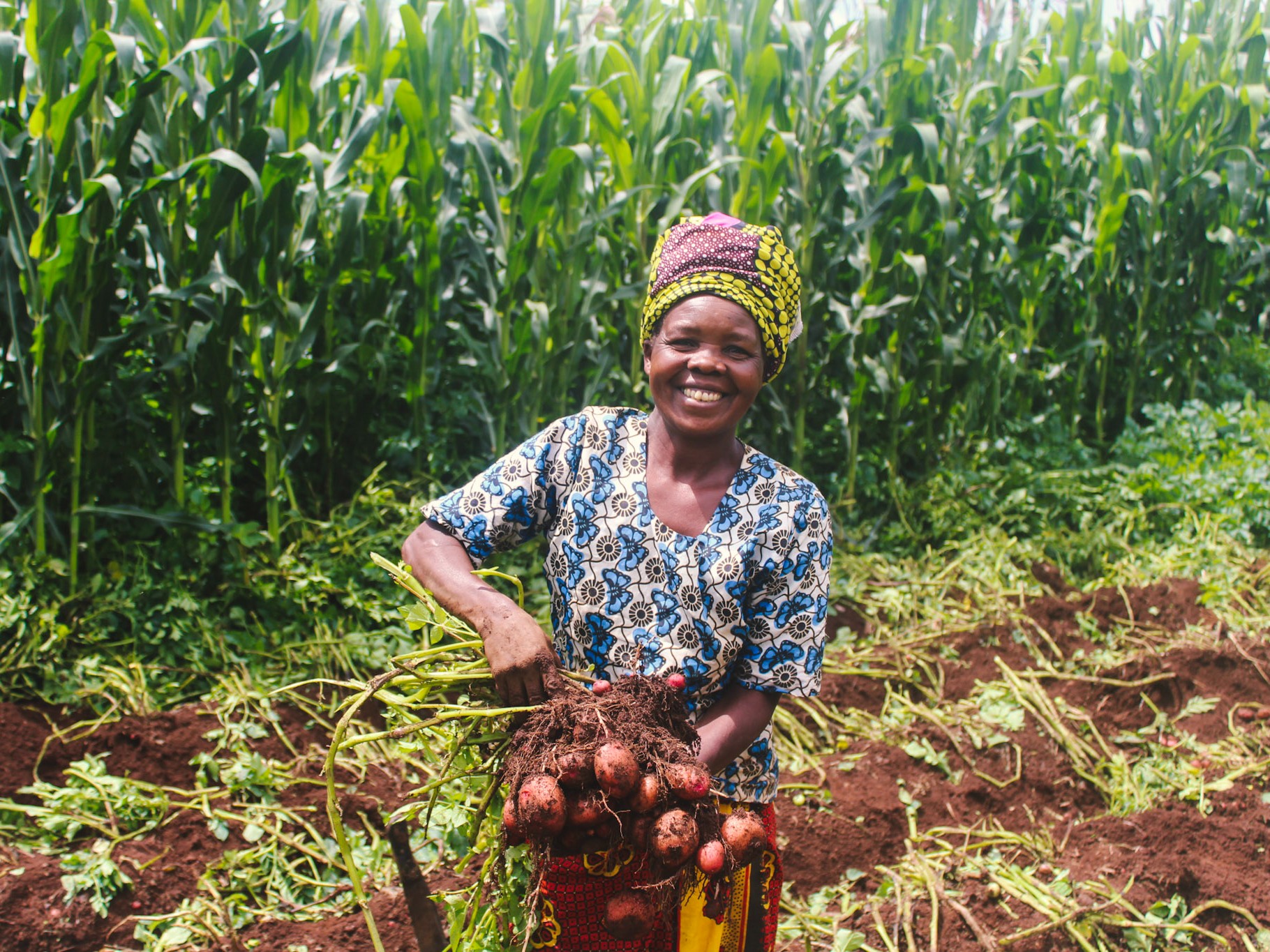A female farmer shows off her potato crops in Uganda