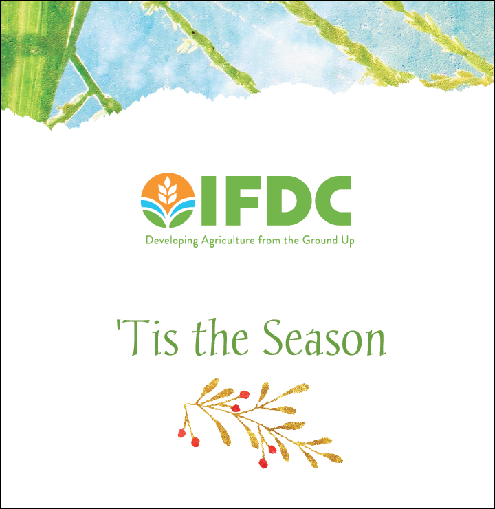 'Tis the Season above a gold holly branch