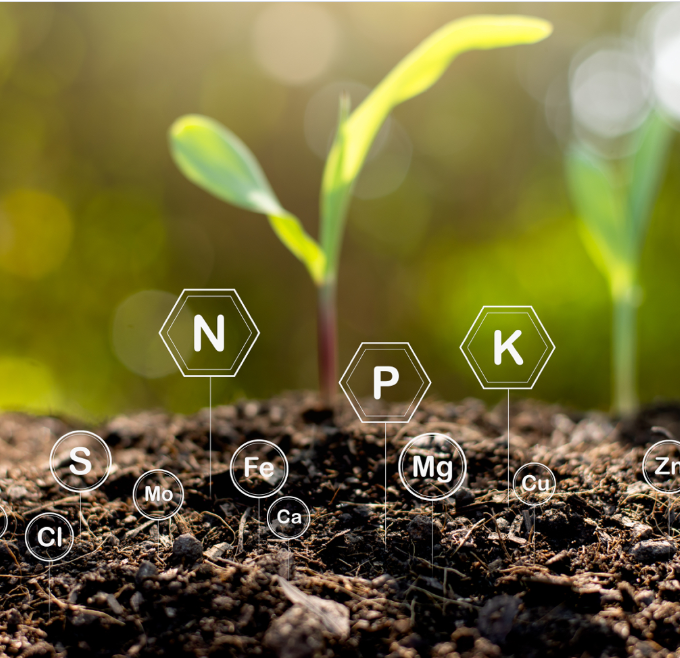 Picture of plant and elements
