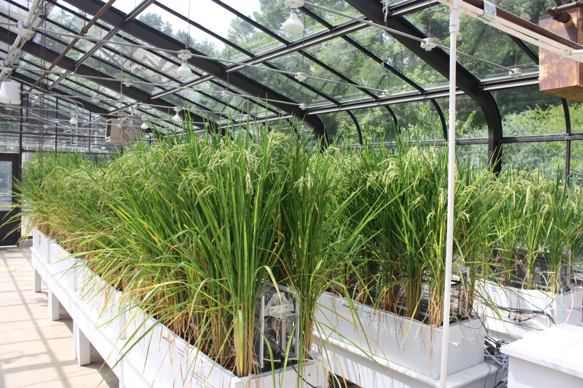 Plants in greenhouse