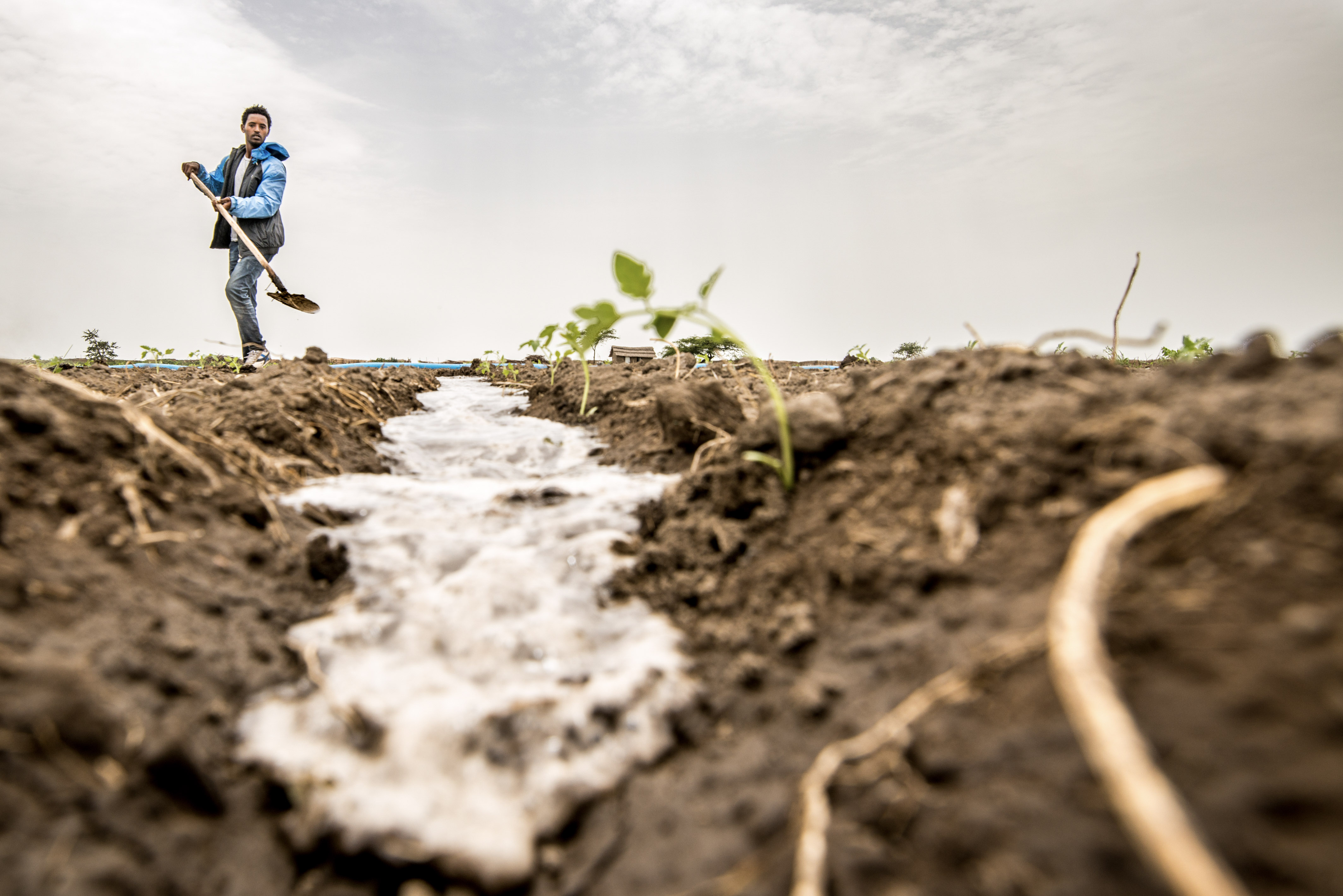 Man tending to crops and soil