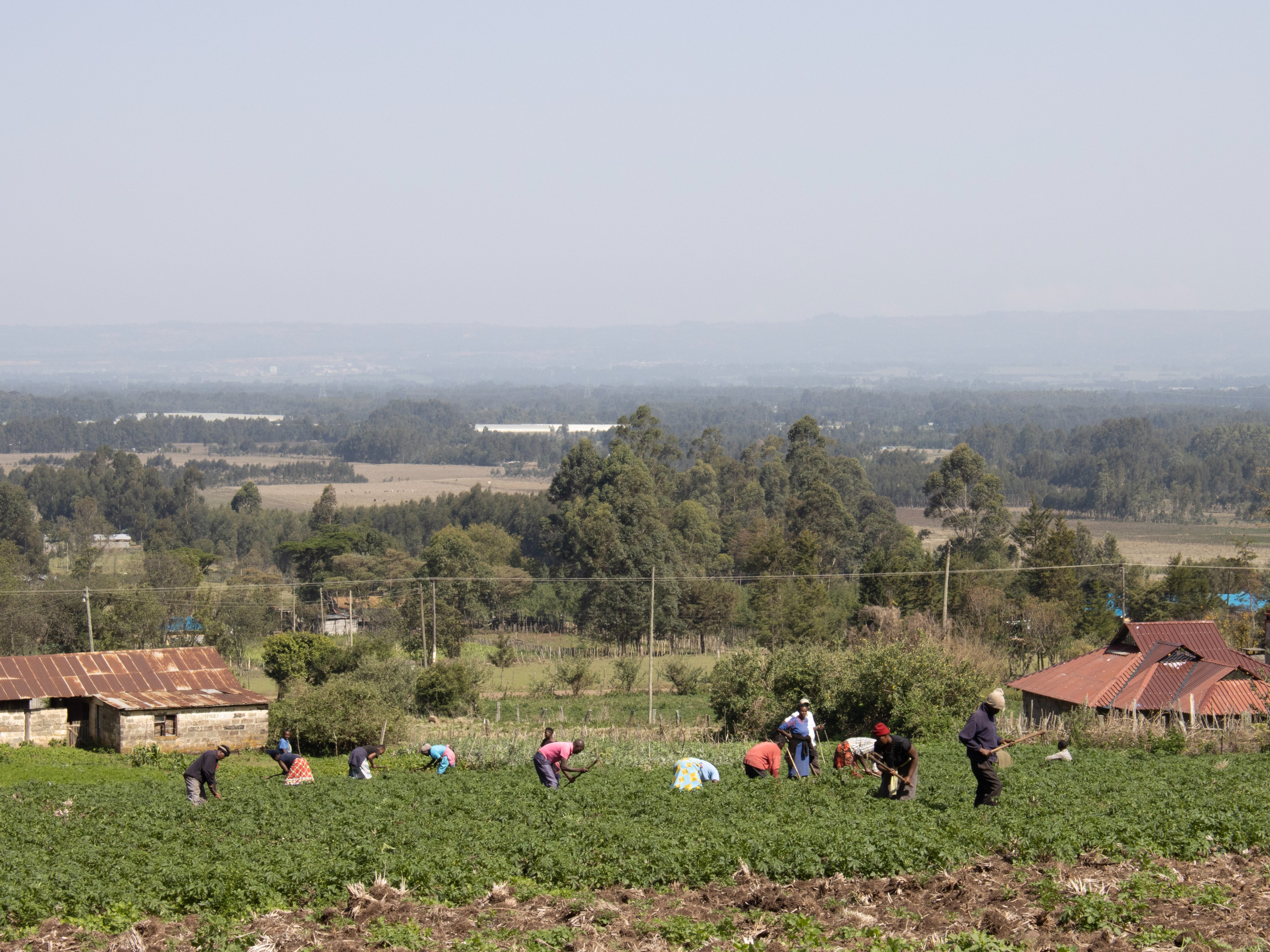 farmers in a field in Ghana