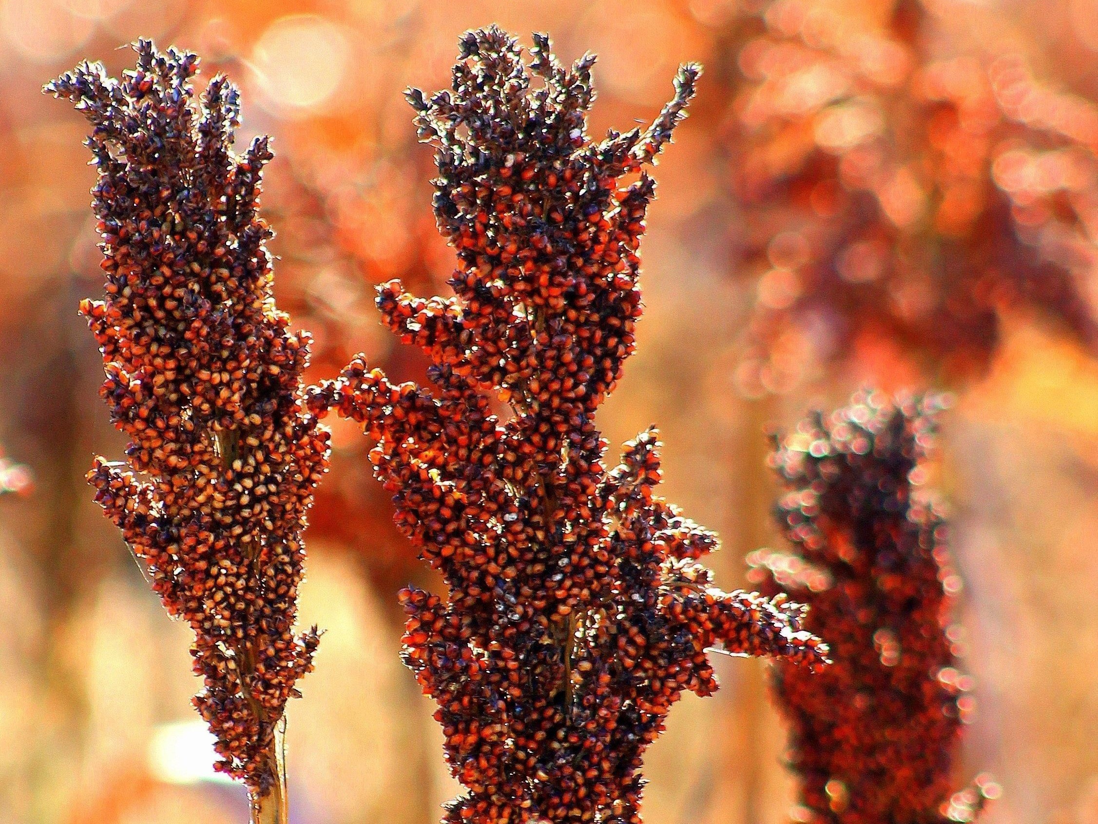 Millets grow in a field