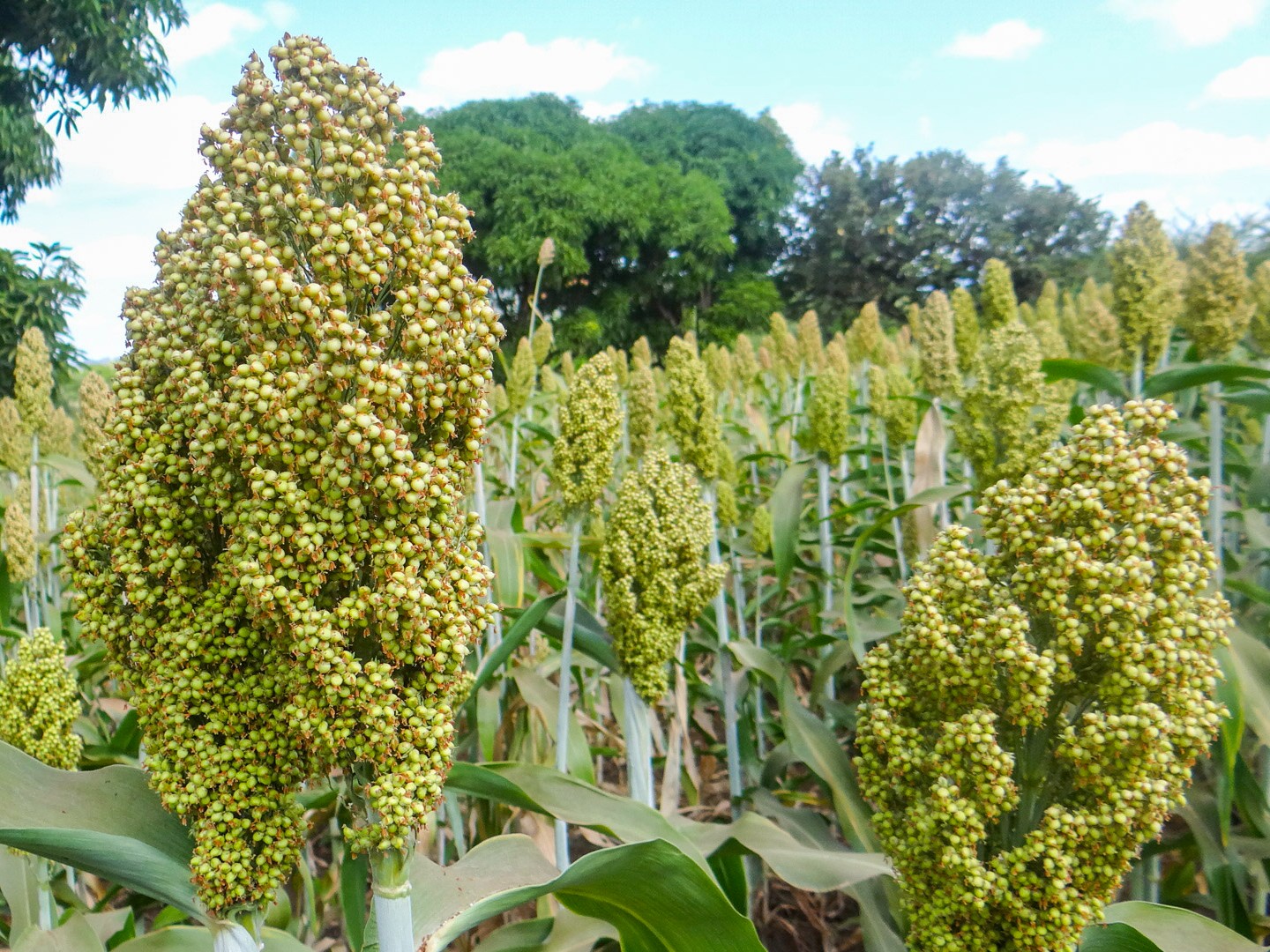 Sorghum grows in Niger