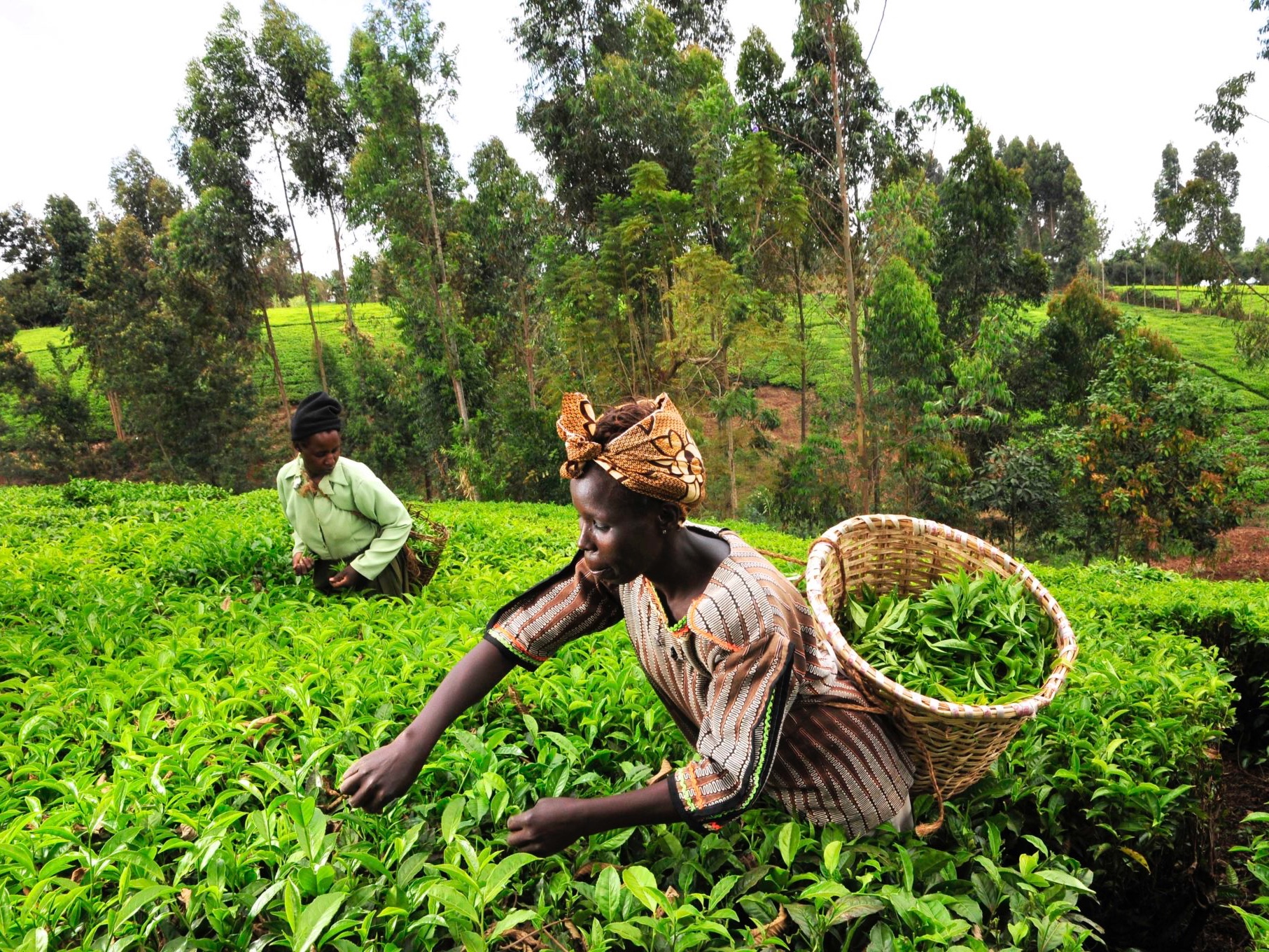 Female farmers in Kenya harvesting with baskets/ Photo Credit: ©2010CIAT/NeilPalmer