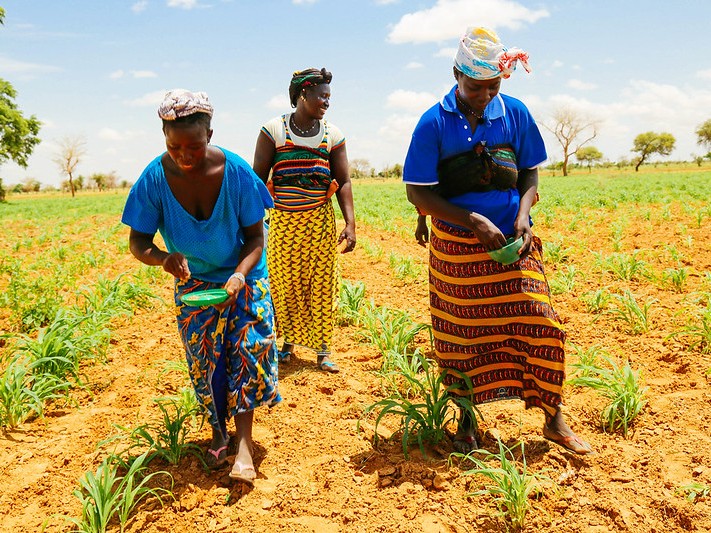 Young women apply fertilizer in Mali