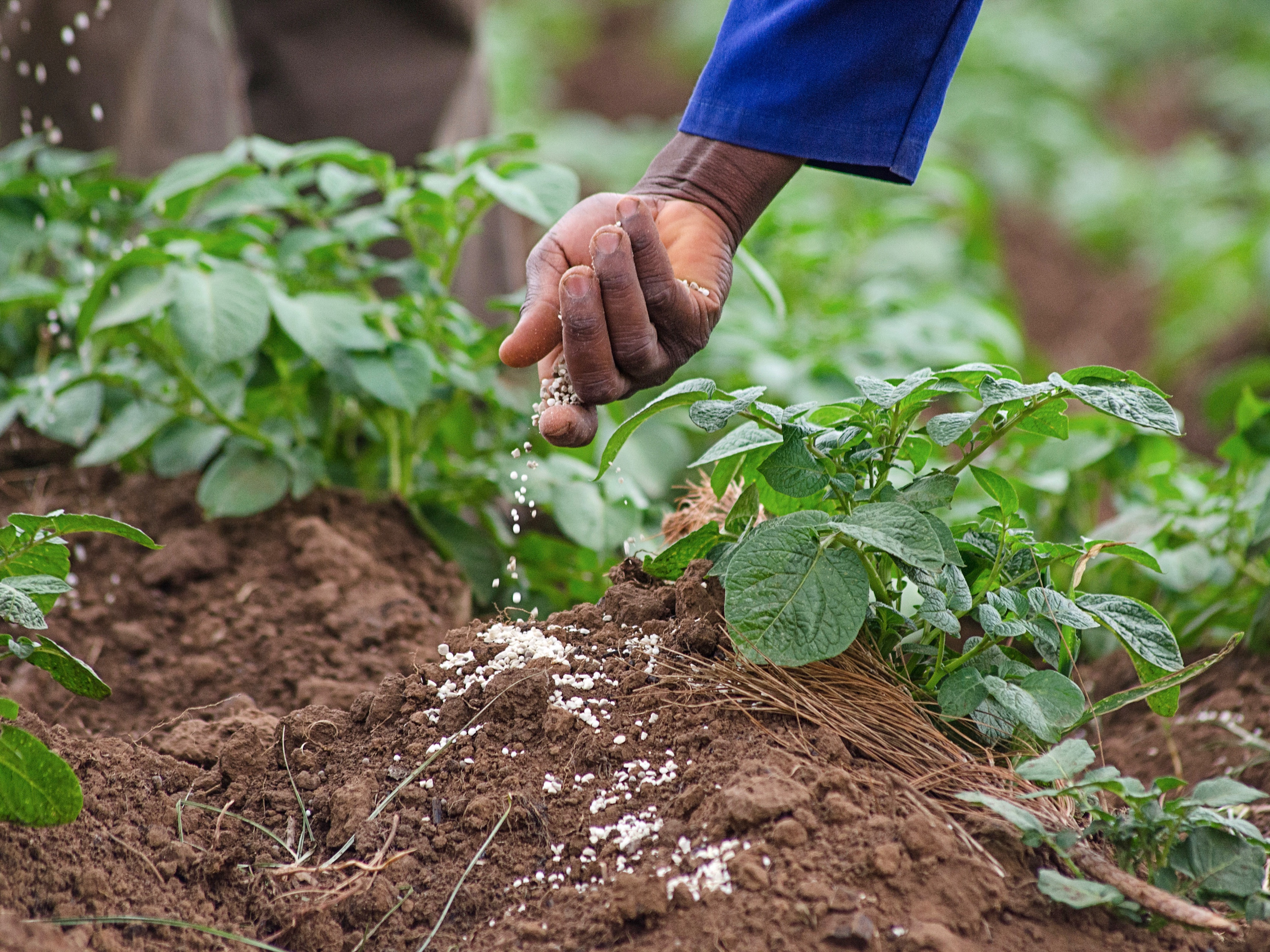 Farmer's hand applying fertilizer to field