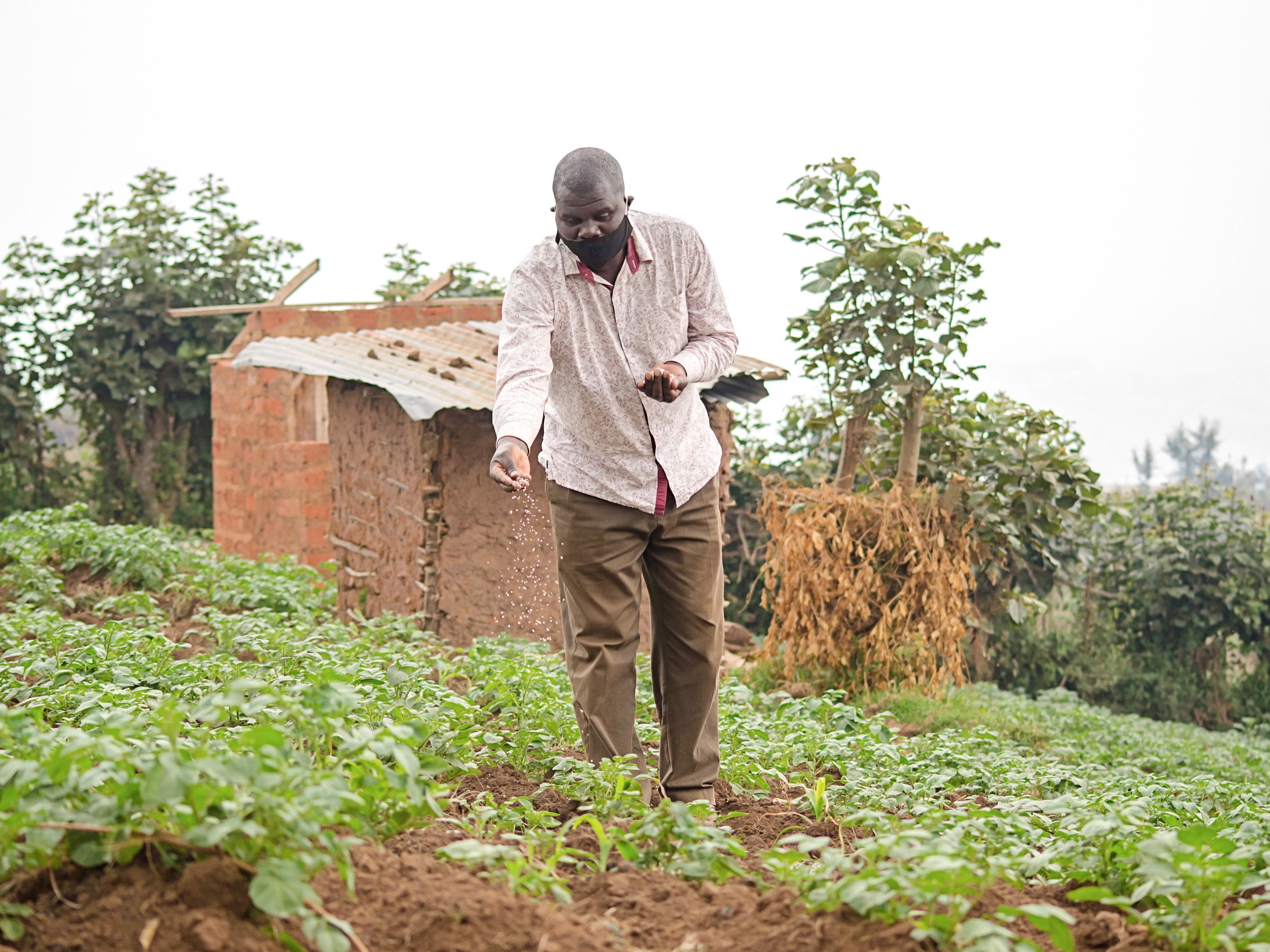 A Ugandan man applies fertilizer to crops in a field