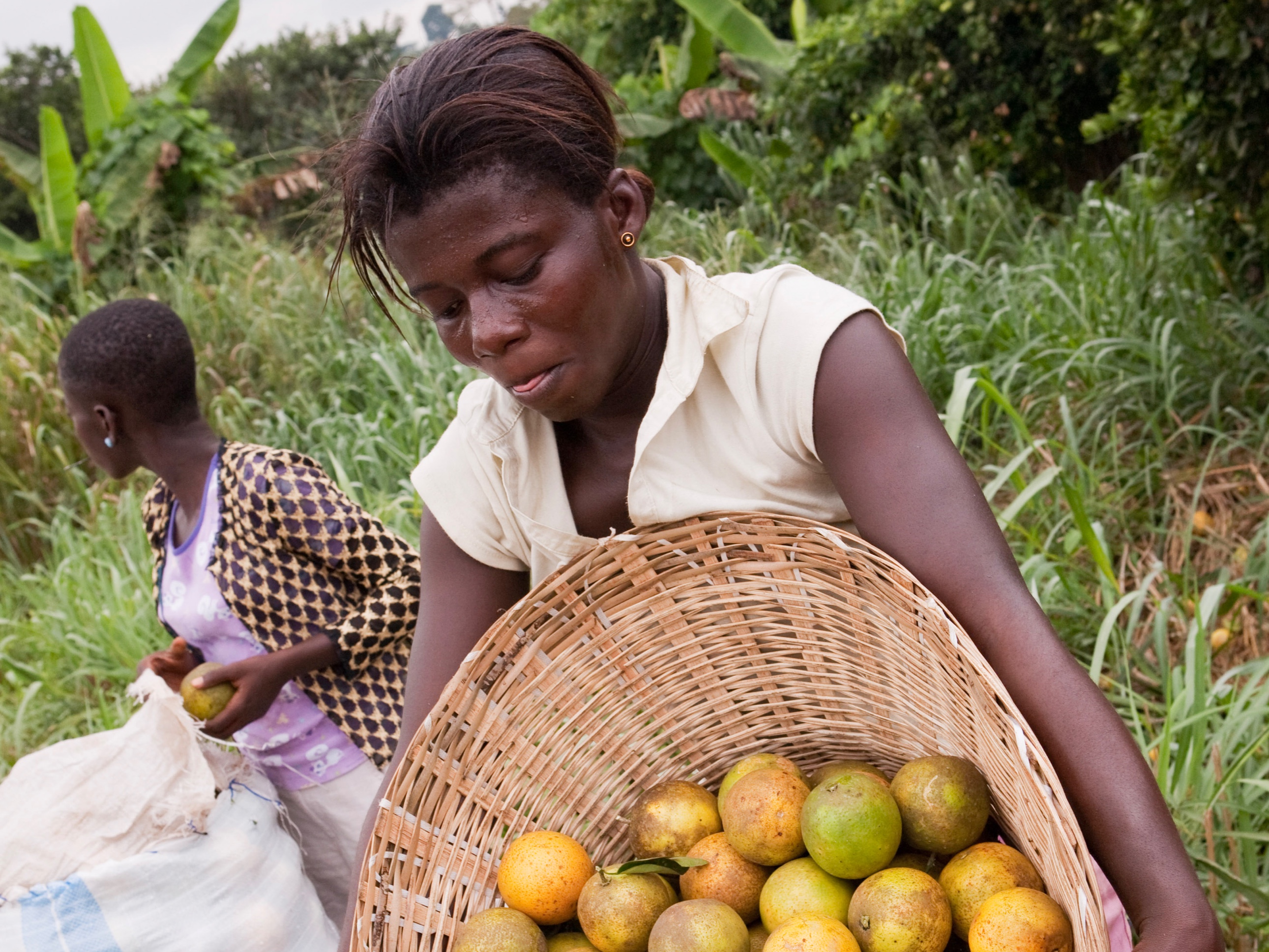 Female smallholder fruit farmers in Ghana prepare their produce for market