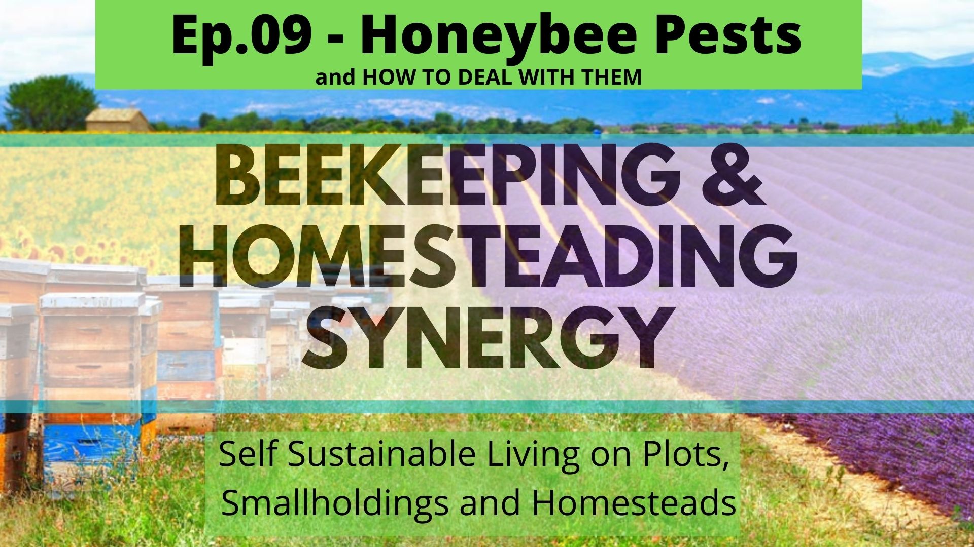 Beekeeping and Homesteading Zoom Talks LIVE