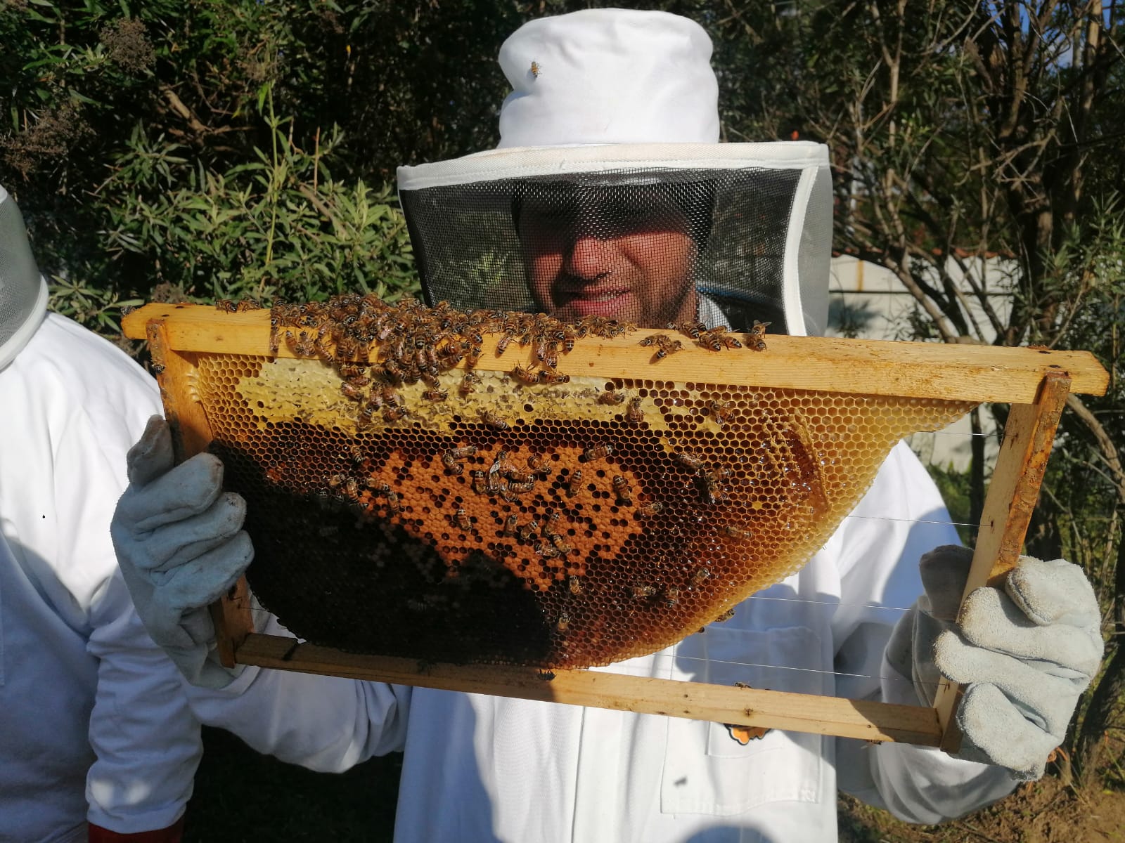 Winter Brood Patterns During Dearth Period.