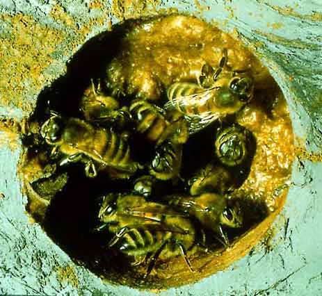 Propolis Wall - fao.org