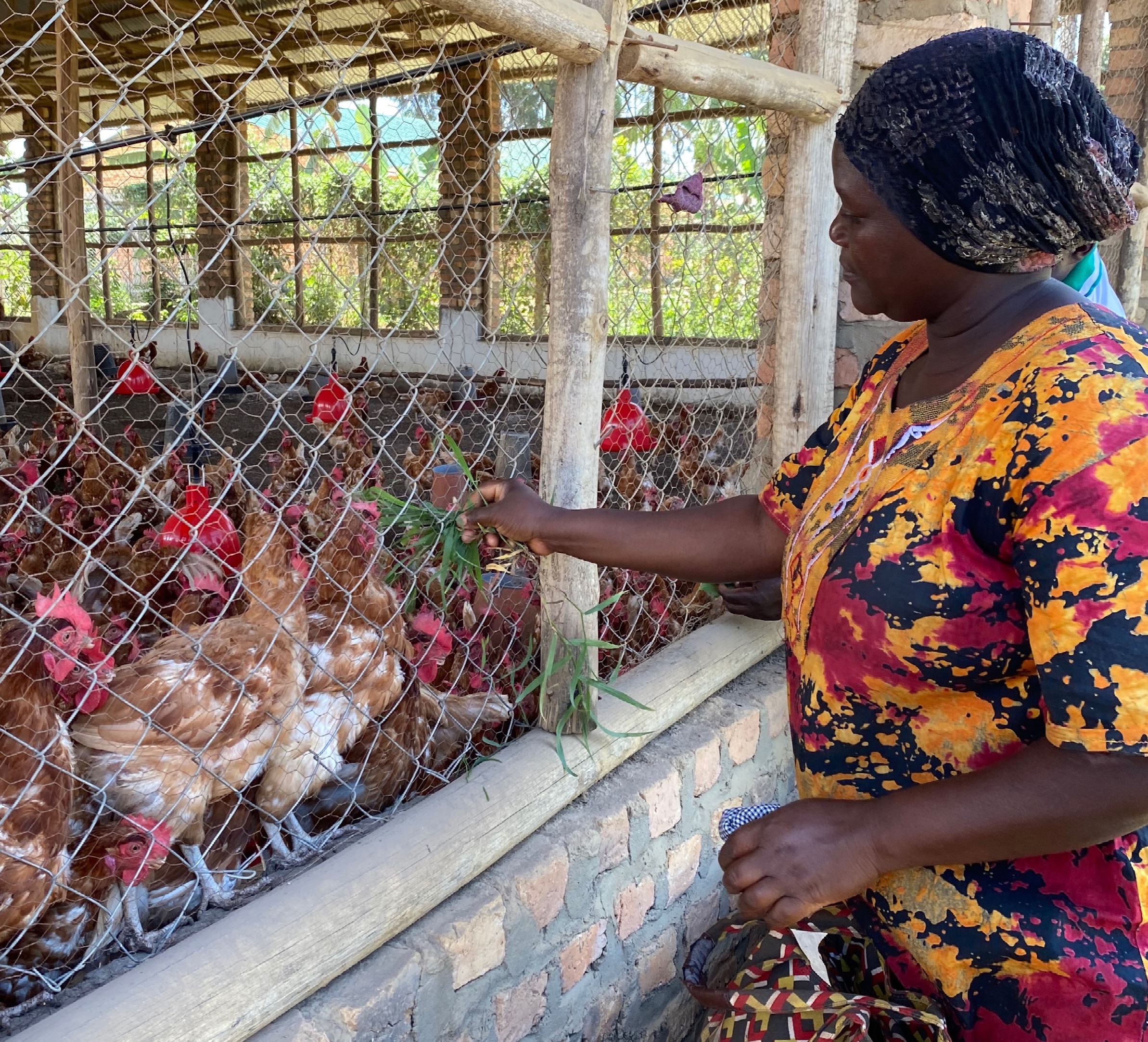 Rehema feeds hens fresh greens.